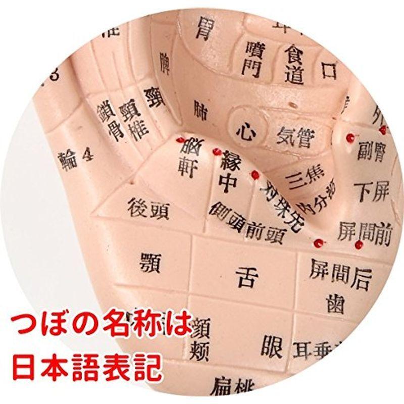 Beautear 耳模型 日本語版 17cm 耳つぼ模型 耳つぼジュエリー 日本語表記 耳介図 ツボ 位置確認 日本語簡易説明書付き 良品yahoo ショップ 通販 Yahoo ショッピング