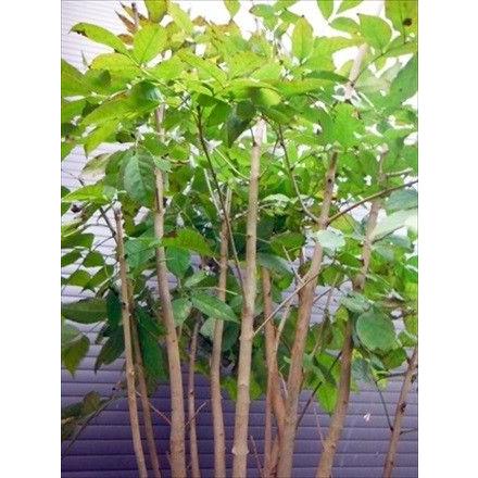 トネリコ属 アオダモ 株立ち 110cm前後 落葉樹 本州四国送料無料 Aodamo Kabu 1 緑花木ネットストアー 通販 Yahoo ショッピング