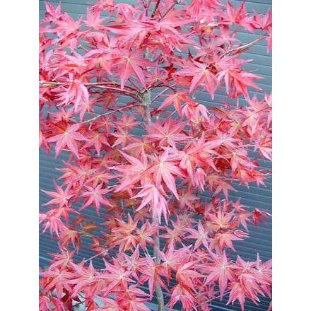 ☆デショウジョウモミジ☆出猩々紅葉☆もみじ☆楓☆お任せ株☆本州四国