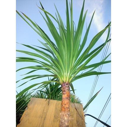 ♪ニオイシュロラン≪ドラセナ・鉢植え1.7≫リゾート庭木♪ : 緑 ♪ニオイシュロラン≪ドラセナ・鉢植え1.7≫リゾート庭木♪ : 緑