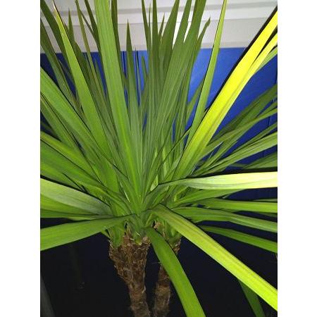 ドラセナ　ニオイシュロラン　葉先240cm ドラセナ ニオイシュロラン 葉先240cm ドラセナ ニオイシュ