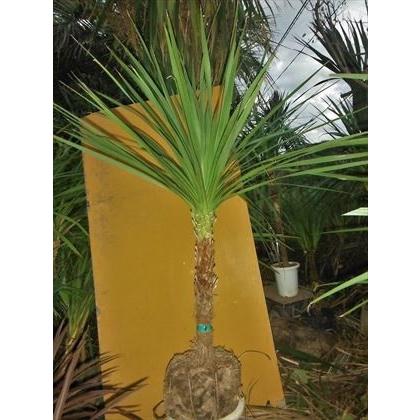 ドラセナ ニオイシュロラン ダブルヘッド 130cm