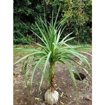 ドラセナ ニオイシュロラン ダブルヘッド 130cm