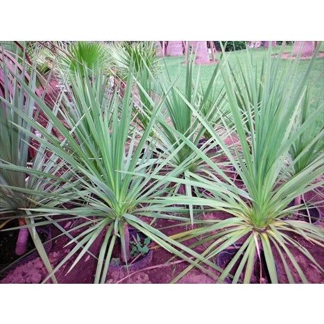 ドラセナ ニオイシュロラン ダブルヘッド 130cm