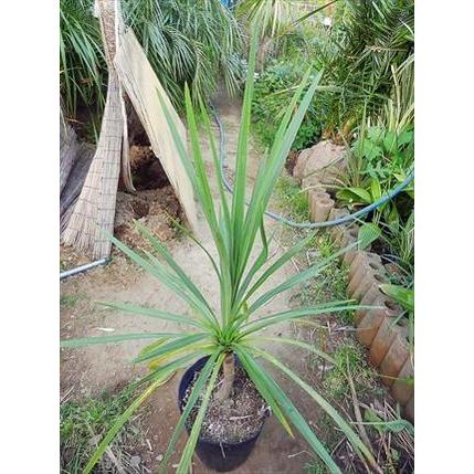 ♪ニオイシュロラン・PTSM≪ドラセナ・苗木！≫リゾート庭木♪お買い得