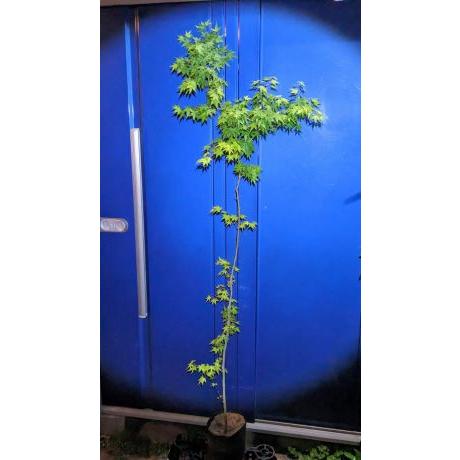 ☆いろはもみじ☆≪イロハ紅葉・単木200≫☆イロハモミジ☆お任せ苗