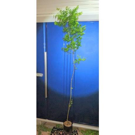 ☆いろはもみじ☆≪イロハ紅葉・単木200≫☆イロハモミジ☆お任せ苗
