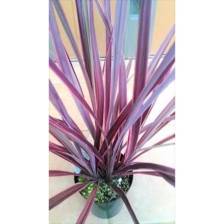 ◎コルジリネ◎≪エレクトリックピンク・70≫コルディリネ : 緑花木