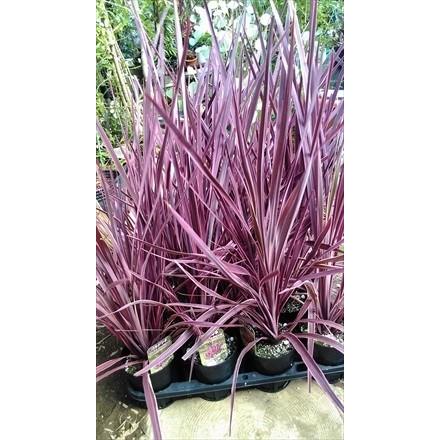 ◎コルジリネ◎≪エレクトリックピンク・70≫コルディリネ : 緑花木