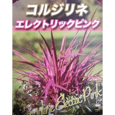 ◎コルジリネ◎≪エレクトリックピンク・50≫コルディリネ : 緑花木