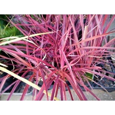 ◎コルジリネ◎≪エレクトリックピンク・50≫コルディリネ : 緑花木