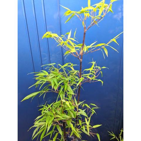 ◇黒竹 2本立ち◇10号鉢植え◇クロチク◇黒タケ◇お任せ株 ◇黒竹 2本立ち◇10号鉢植え◇クロチク◇黒タケ◇お任せ株