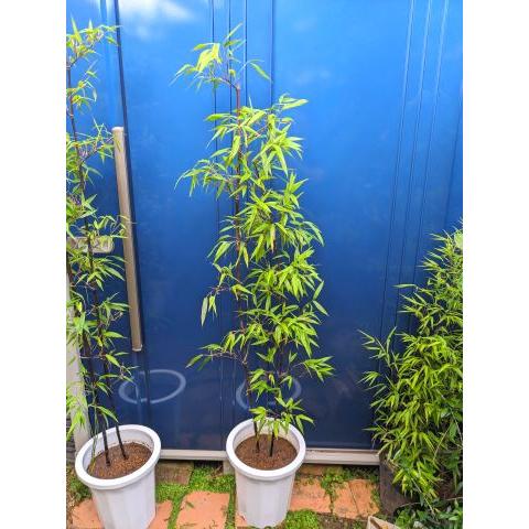 ◇黒竹 2本立ち◇10号鉢植え◇クロチク◇黒タケ◇お任せ株 ◇黒竹 2本立ち◇10号鉢植え◇クロチク◇黒タケ◇お任せ株