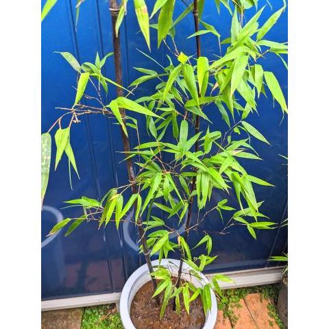 ◇黒竹 2本立ち◇10号鉢植え◇クロチク◇黒タケ◇お任せ株 ◇黒竹 2本立ち◇10号鉢植え◇クロチク◇黒タケ◇お任せ株