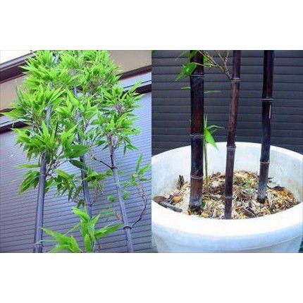 黒竹・10号鉢植えL クロチク 黒タケ お任せ株 : 緑花木ネット 