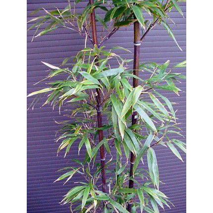 黒竹 LL 220◇クロタケ◇クロチク◇お任せ株 : 緑花木ネットストアー