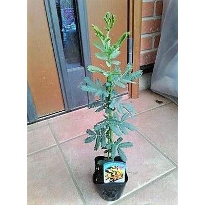 ギンヨウアカシア　ミモザ　鉢植え　大苗 楽天市場】アカシア（ミモザ） 4号 白色プラスチック鉢 ギンヨウ
