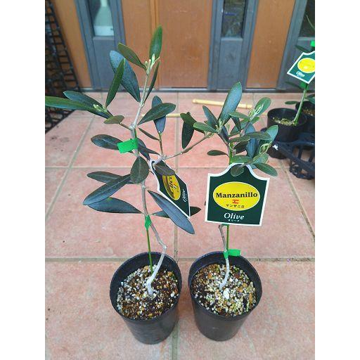 高品質の人気 オリーブ苗木 お任せ２品種セット 40 お買い得2本セットです 本州四国 送料込み