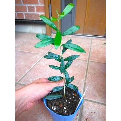 オリーブ苗木 ネバディロブランコ 30 成長早い品種です 人気常緑樹 Oribu Neba 30 緑花木ネットストアー 通販 Yahoo ショッピング