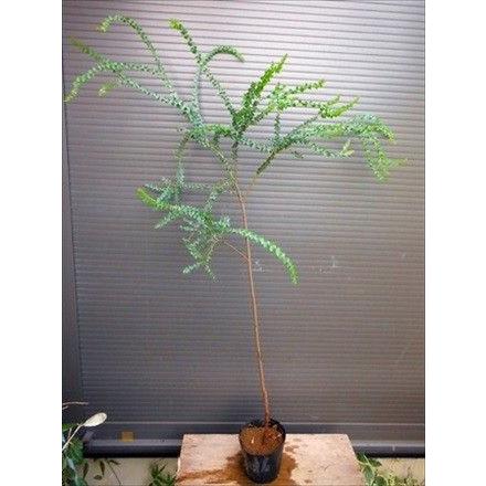 ≪プラビシマ・アカシア≫◎全長160CM◎三角葉アカシア : 緑花木ネット