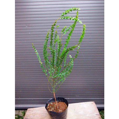 ≪プラビシマ・アカシア≫◎50CM◎三角葉アカシア : 緑花木ネット