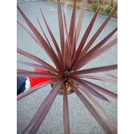 ◎コルジリネ≪レッドスター50CM≫コルディリネ◎赤ドラセナ（M） : 緑