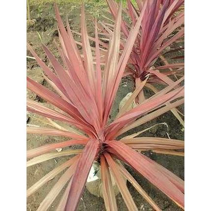 ◎コルジリネ・庭用根巻き苗！≪レッドスター・樹高80