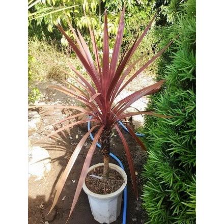 ◎コルジリネ≪レッドスター140CM≫コルディリネ◎赤ドラセナ（XLL