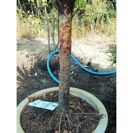 ◎コルジリネ≪レッドスター140CM≫コルディリネ◎赤ドラセナ（XLL