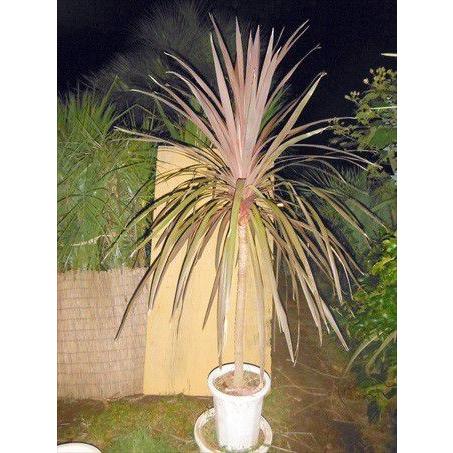 ◎コルジリネ≪レッドスター160CM≫コルディリネ◎赤ドラセナ : 緑花木