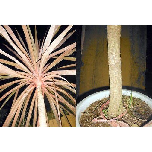 ◎コルジリネ≪レッドスター160CM≫コルディリネ◎赤ドラセナ : 緑花木