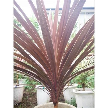 ◎コルジリネ≪レッドスター100CM≫コルディリネ◎赤ドラセナ : 緑花木