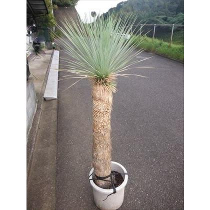 ユッカロストラータ26株　12番 現品！☆耐寒性ユッカ≪ロストラータ・大株！≫☆12号鉢植え♪リゾート