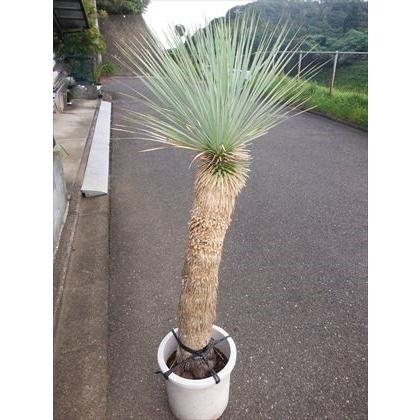 現品！☆耐寒性ユッカ≪ロストラータ・大株！≫☆12号鉢植え♪リゾート