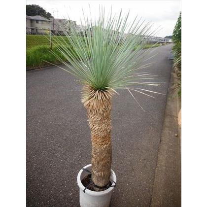 現品！☆耐寒性ユッカ≪ロストラータ・大株！≫☆12号鉢植え♪リゾート