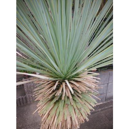 現品！☆耐寒性ユッカ≪ロストラータ・大株！≫☆12号鉢植え♪リゾート