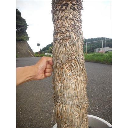 現品！☆耐寒性ユッカ≪ロストラータ・大株！≫☆12号鉢植え♪リゾート
