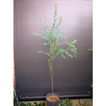 ◎サンカクバアカシア◎三角葉アカシア◎180cm◎常緑樹 : 緑花木ネット