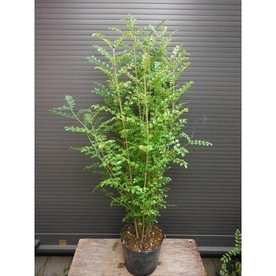 【高さ90㎝前後❗️樹高良好‼️】シマトネリコ 株立ち 10本立ち以上 楽天市場】【エントリーで全品P5倍！ 9月4日 20:00〜11日1:59