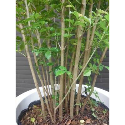 上級品！◎シマトネリコ90・ビニールポット植え◎8本以上の株立ち