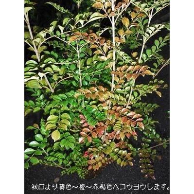 上級品！◎シマトネリコ90・ビニールポット植え◎8本以上の株立ち