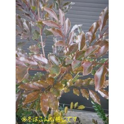 上級品！◎シマトネリコ90・ビニールポット植え◎8本以上の株立ち