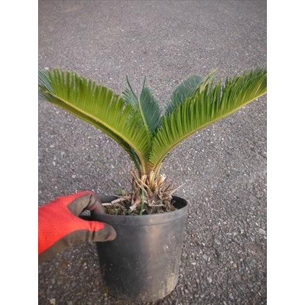 ◇蘇鉄◇≪ソテツ・M≫そてつ♪リゾート庭木！お買い得！ : 緑花木 