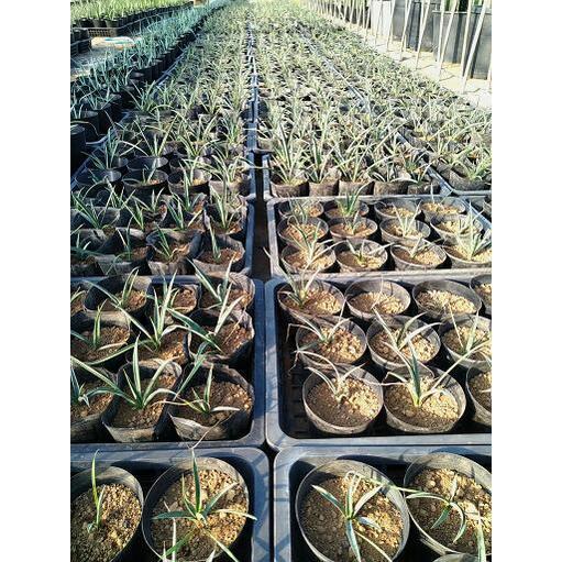 ◇ユッカ・カルネロサーナ 実生苗◇Yucca carnerosana : 緑花木 ◇ユッカ・カルネロサーナ 実生苗◇Yucca carnerosana : 緑花木