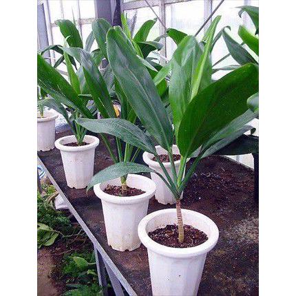 ◎ハワイアン◎≪ティーリーフ・7号L≫◎観葉植物◎【ギフト、贈答