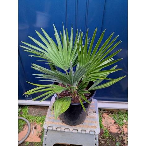 ◇チャメロプス フミリス ボルケーノ 7号◇チャメロップス◇chamaerops