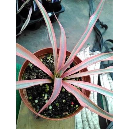 ユッカグロリオサバリエガータ 楽天市場】ユッカ グロリオサ 'バリエガータ' : おぎはら植物園