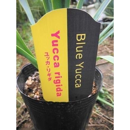 #60 ユッカリギダ Yucca rigida （発根済） 60 ユッカリギダ Yucca rigida （発根済）