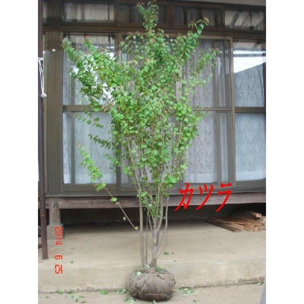 苗木 植木 1021 緑華園 カツラ株立ち 樹高２ ０ｍ