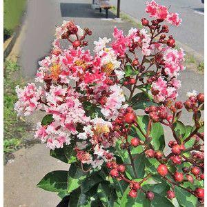 サルスベリ 夏祭り 1株 ６０ｃｍ前後 庭木 苗木 苗 植木 百日紅 さるすべり 1222 緑華園 通販 Yahoo ショッピング